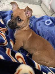 Chiweenie Puppies For Sale Elk Grove Ca Chiweenie Puppies Chiweenie Dogs Chiweenie