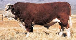 Horned Hereford Bull Hereford Cattle Cattle Farming Breeds Of Cows