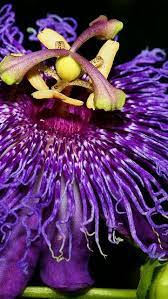 Inspiration Passion Flower Purple 2957 640x1136 Purple Passion Flower Flower Desktop Wallpaper Passion Flower