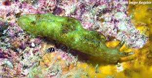 Image result for Isoglossa punctata