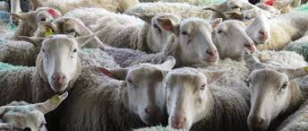 À tarascon, les moutons sont bien gardés. Vol De Moutons A Chatillon Sur Thouet Quatre Personnes Interpellees Pres De Nantes