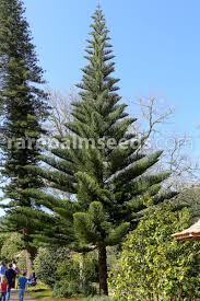 Though the plant is versatile and evergreen, it needs specific requirements to comply with in order to flourish outdoors. Araucaria Heterophylla Norfolk Island Pine Buy Seeds At Rarepalmseeds Com