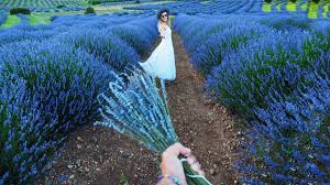 Uçak ya da otobüs ile isparta ya da keçiborlu'ya. Lavanta Kokulu Koy Kuyucak Isparta Biz Evde Yokuz