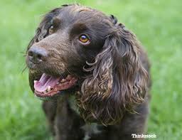 Image result for sussex španěl