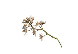 Image result for Cynanchum ledermannii