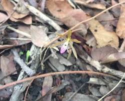 Image result for Nervilia petraea