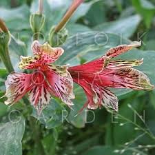 Image result for Alstroemeria pulchella