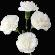 This thoughtful gift of white roses denotes a sense of heaven and remembrance. White Mini Carnation Flower Diy Wedding Flowers Flower Moxie