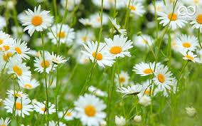 20 خلفية زهور رائعة عالية الدقة مجانا Daisy Wallpaper Daisy