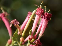 Image result for Tapinanthus oleifolius