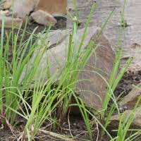 Image result for Kyllinga appendiculata