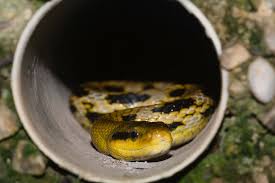 Need to translate 錦蛇 (nishikihebi) from japanese? é»'çœ‰éŒ¦è›‡ Litteha Flickr