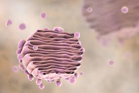 Maybe you would like to learn more about one of these? Role Of Golgi Apparatus Endoplasmic Reticulum In Protein Synthesis Biology Online Tutorial