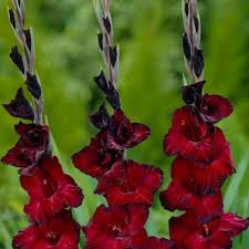 Image result for Gladiolus zambesiacus