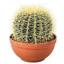 Echinocactus Grusonii Pflanze Goldkugelkaktus Goldkugelkaktus Pflanzen Kaktus
