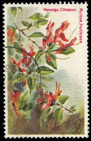 Image result for Ruttya fruticosa