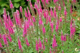 Frequently asked questions about flowers by veronica. Veronica Fresh Flowers Catalog Flora Export S G Israel Ltd