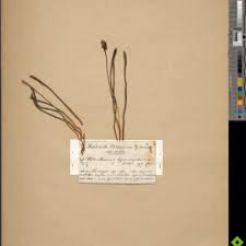 Image result for Asplenium markusbeckeri