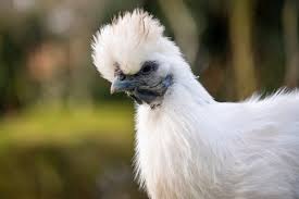 My silkie rooster is loud. Silkie Chickens Fluffy Sassy And Full Of Charm The Featherbrain