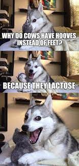 10 Dad Jokes Told By A Husky That Will Make You Lol I Can Has Cheezburger Funny Dog Jokes Funny Animal Jokes Funny Dog Memes