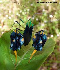 Diactor Bilineatus Weird Insects Insects Leaf Footed Bug