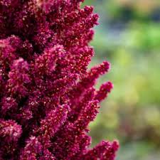 Image result for Amaranthus hybridus