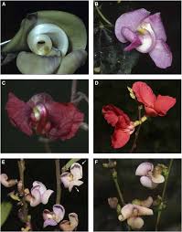 Image result for Dolichos trinervatus