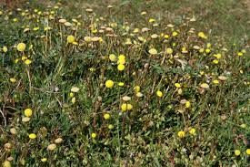Image result for Dewildemania filifolia