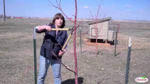 Listen to this podcast (or watch the video) to learn more! Garden Tutorial Pruning Fruit Trees Youtube