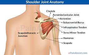 The ligamentum coracohumerale (coracohumeral ligament) is fused with the subscapularis capsule and closes the gap between the musculus. Shoulder Joint Anatomy Skeletal System Cartilages Ligaments Muscles Tendons