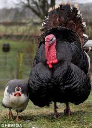 Turkey hosts republic of guinea in a club friendlies game, certain to entertain all football fans. Turkey Saved From The Chop After Striking Up Friendship With A Guinea Fowl Daily Mail Online