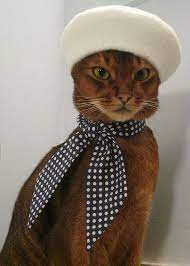 French Feline Attire Cat Model Cute Cats Crazy Cats