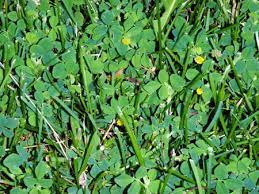 Pbi/gordon trimec lawn weed killer, one gallon. White Clover And Black Medic Infesting Turf Msu Extension