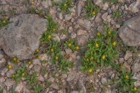 Image result for Rhynchosia micrantha