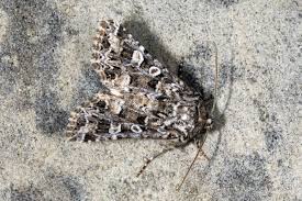 Image result for Hadena perplexa