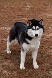 Nada de importaciones, todos con cartilla sanitaria, garantía vírica de 6 meses. Raza Del Perro Husky Siberiano De Pie En El Cesped Fotos Retratos Imagenes Y Fotografia De Archivo Libres De Derecho Image 82248187