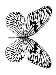 Free butterflies color pages, need printable coloring pages? Butterfly Free Printable Coloring Pages For Kids Novocom Top