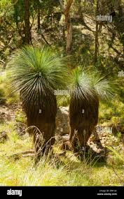 Image result for Xanthorrhoea australis