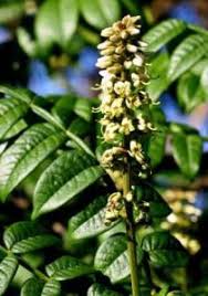 Image result for Mellera lobulata