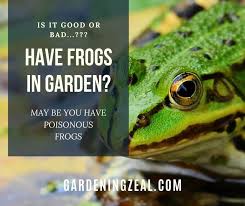 You should think carefully before deciding to kill toads or eliminate toads as they are an important benefit to the garden. Frogs In Garden Are Frogs In Garden Good Or Bad Gardening Zeal