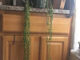 Maybe you would like to learn more about one of these? String Of Pearls Plant Drying Out From The Top Down