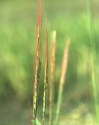 Image result for Oryza