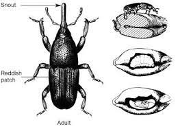 The term pest has been used regularly in the last 20 years and its true history is difficult to establish. Food Quality And Safety Types Of Insect Pests
