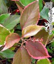Image result for Acalypha allenii
