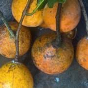 Image result for Landolphia owariensis