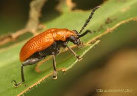 Image result for Aneilema dregeanum