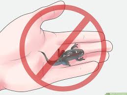 Frog tadpoles have gotta be the favorite pet of all time! How To Raise Tadpoles 12 Steps With Pictures Wikihow