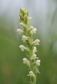 Image result for Satyrium chlorocorys