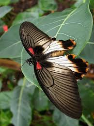 It is widely distributed and has thirteen subspecies. Great Mormon Swallowtail Papilio Memnon Kew Gardens London Beautiful Butterflies Butterfly Flowers Flying Flowers