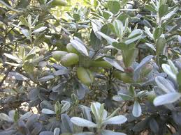 Image result for Podalyria